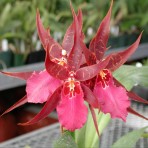 Oncidium Aliceara Sunday Best-Flowering Size